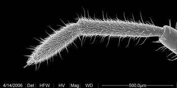 Media type: image;   Invertebrate Zoology 133769